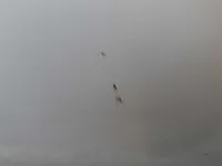 الباب الأمامى الأيمن