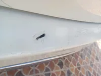 الباب الخلفى الأيسر