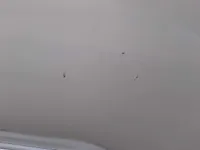 الباب الخلفى الأيسر