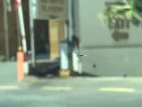 Windshield