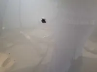 الصدام الأمامى