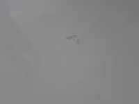 الباب الخلفى الأيمن