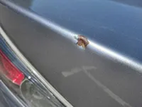 Trunk / Boot door