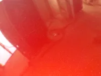 Bonnet