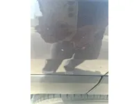 الباب الخلفى الأيسر