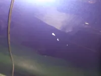 الباب الخلفى الأيسر