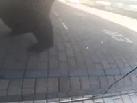 الباب الخلفى الأيمن