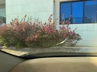 الزجاج الأمامي