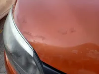 Bonnet