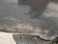 Rear Bumper